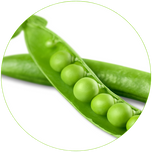 Organic Pea Protein